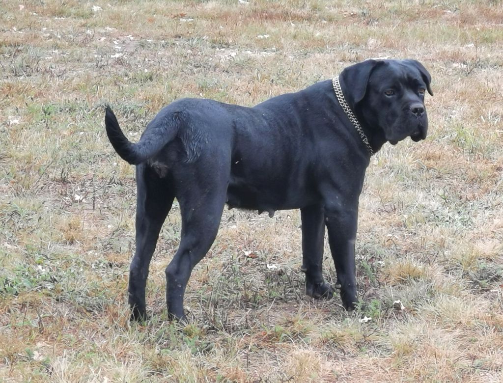 Orka de l'eden de malizia