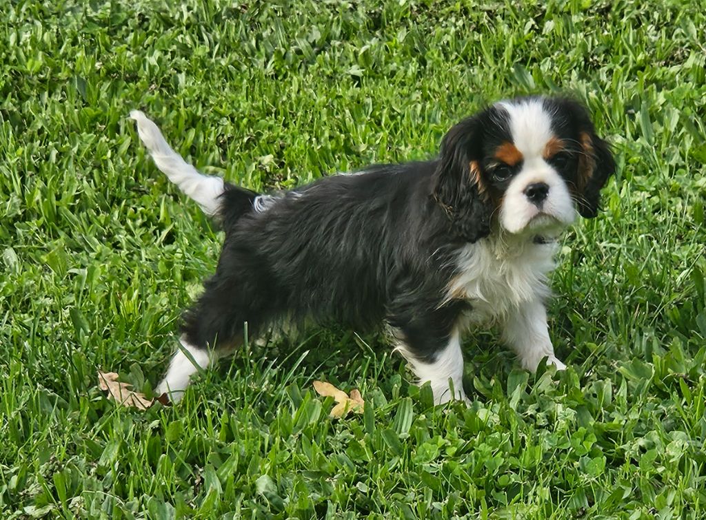 chiot Cavalier King Charles Spaniel de l'eden de malizia