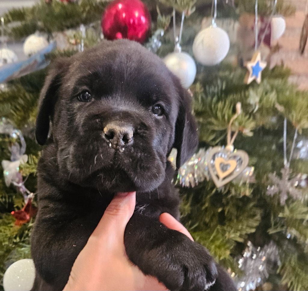 chiot Cane Corso de l'eden de malizia