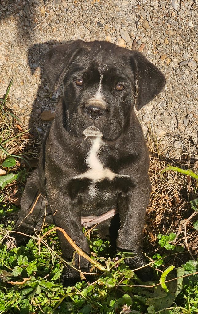 de l'eden de malizia - Chiot disponible  - Cane Corso