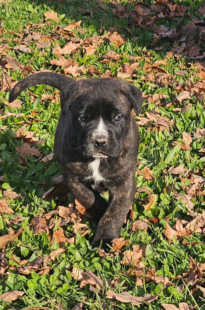 de l'eden de malizia - Chiot disponible  - Cane Corso