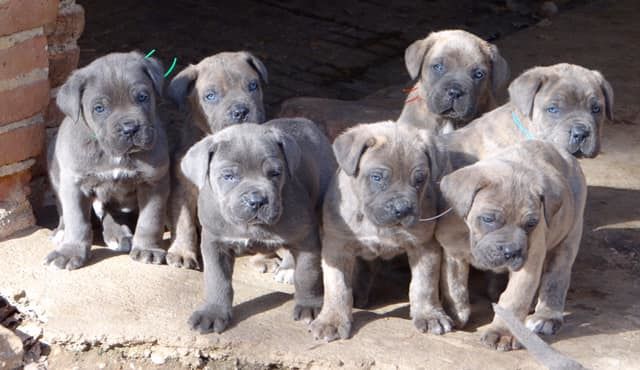 de l'eden de malizia - Cane Corso - Portée née le 26/12/2019