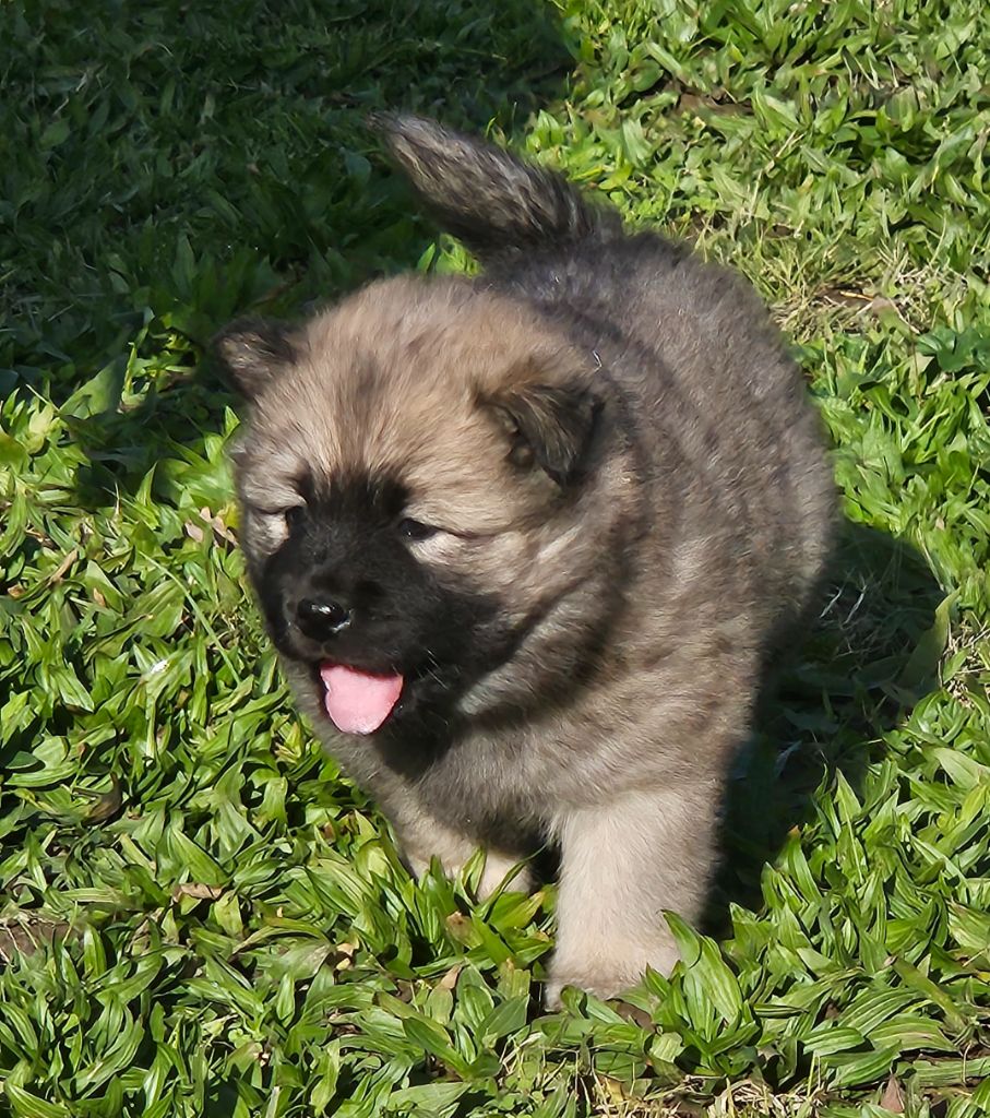 chiot Eurasier de l'eden de malizia