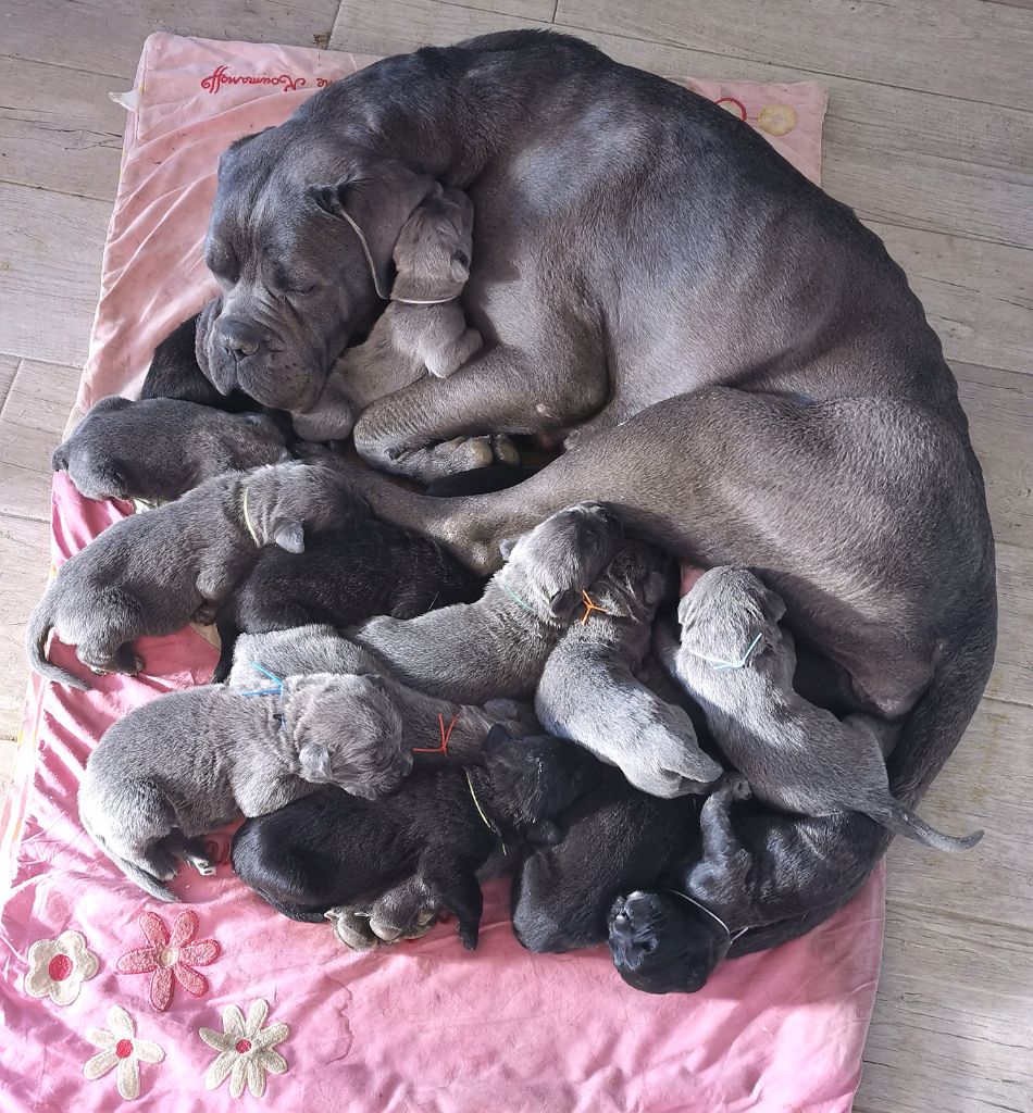 de l'eden de malizia - Cane Corso - Portée née le 01/02/2021