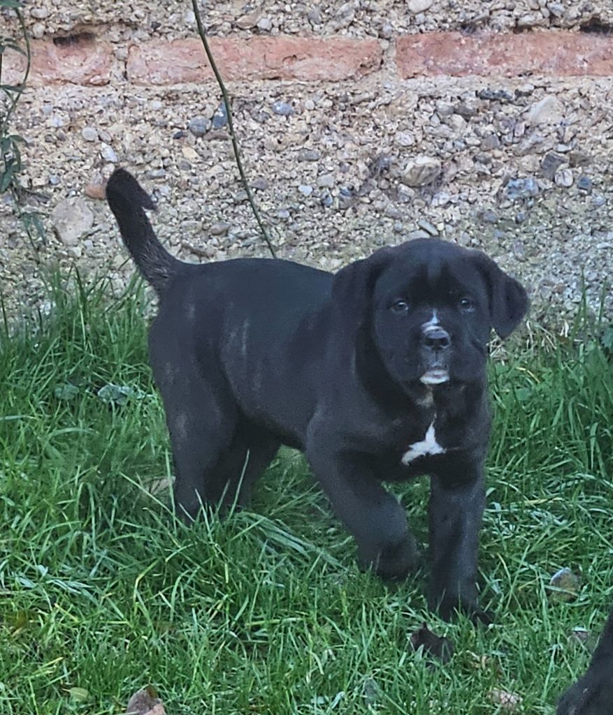 de l'eden de malizia - Chiot disponible  - Cane Corso