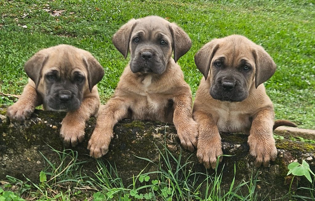 chiot Cane Corso de l'eden de malizia