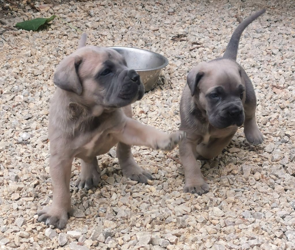 chiot Cane Corso de l'eden de malizia