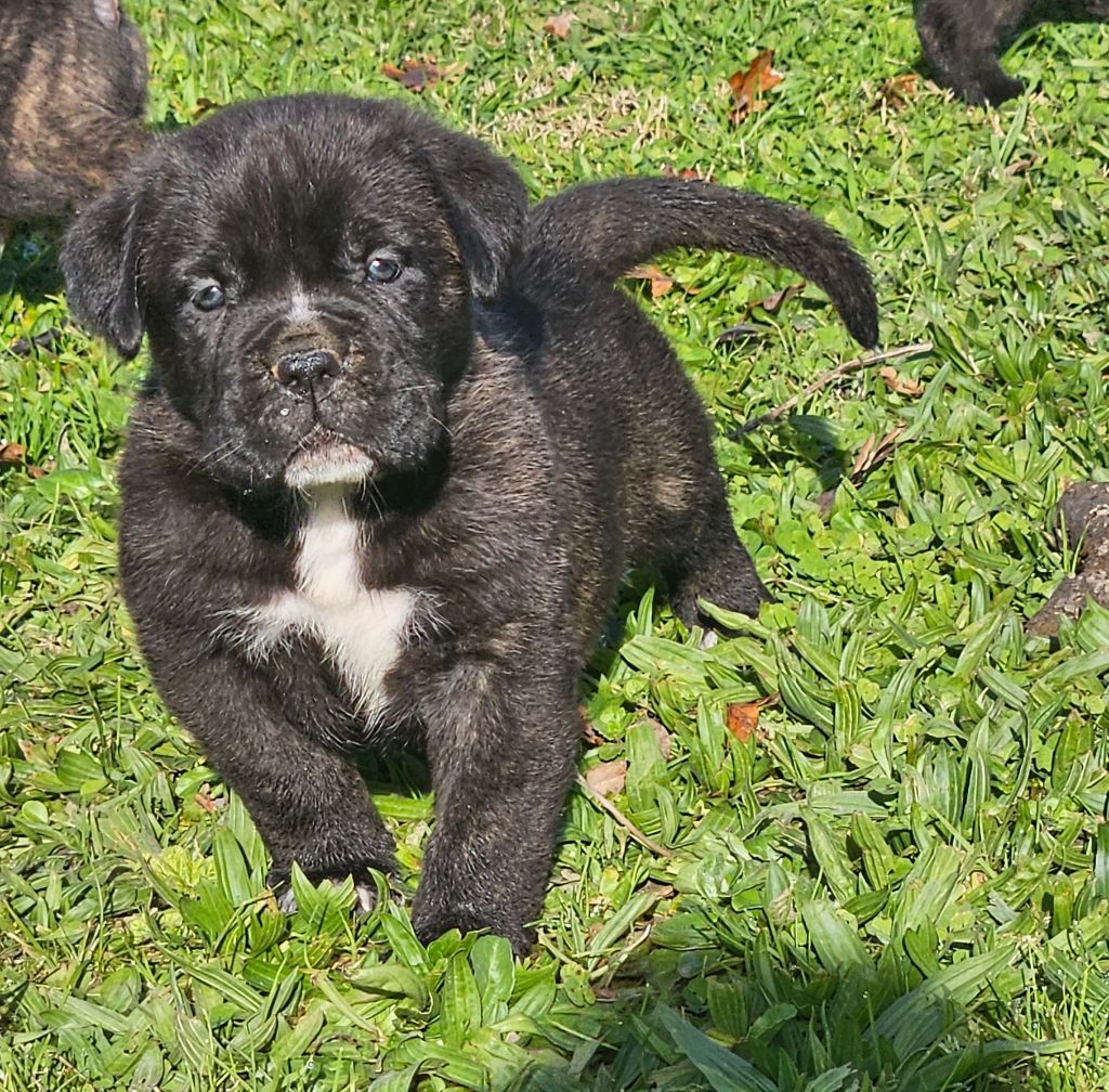 de l'eden de malizia - Chiot disponible  - Cane Corso