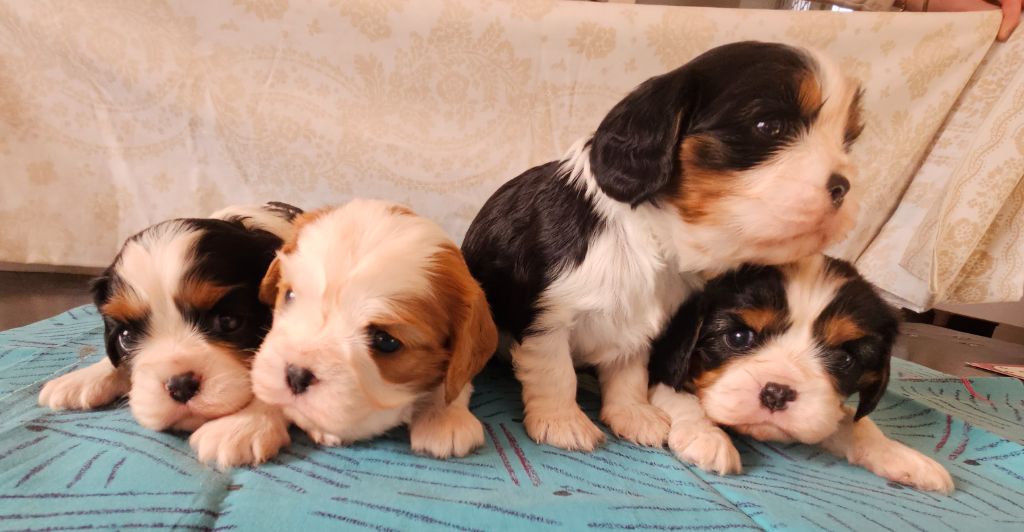 chiot Cavalier King Charles Spaniel de l'eden de malizia