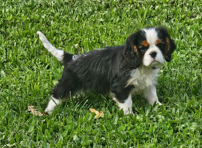 de l'eden de malizia - Cavalier King Charles Spaniel - Portée née le 22/08/2024