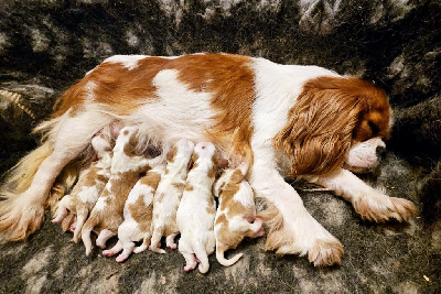 de l'eden de malizia - Cavalier King Charles Spaniel - Portée née le 13/07/2023