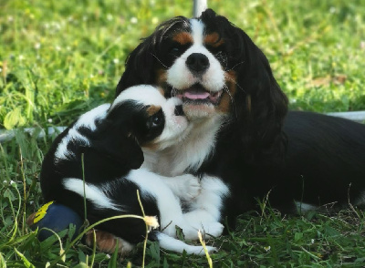 de l'eden de malizia - Cavalier King Charles Spaniel - Portée née le 29/03/2022