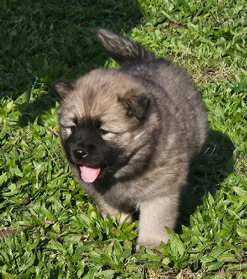 de l'eden de malizia - Eurasier - Portée née le 29/10/2023