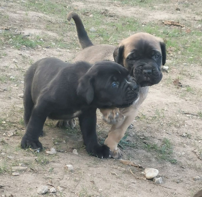 de l'eden de malizia - Cane Corso - Portée née le 13/09/2022