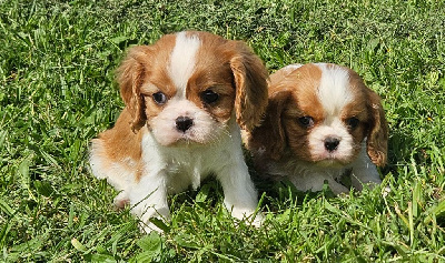 de l'eden de malizia - Cavalier King Charles Spaniel - Portée née le 04/03/2024