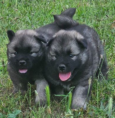 de l'eden de malizia - Eurasier - Portée née le 13/05/2024