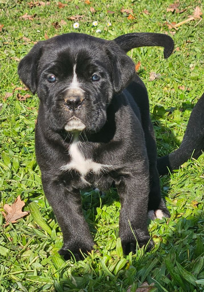 de l'eden de malizia - Chiot disponible  - Cane Corso