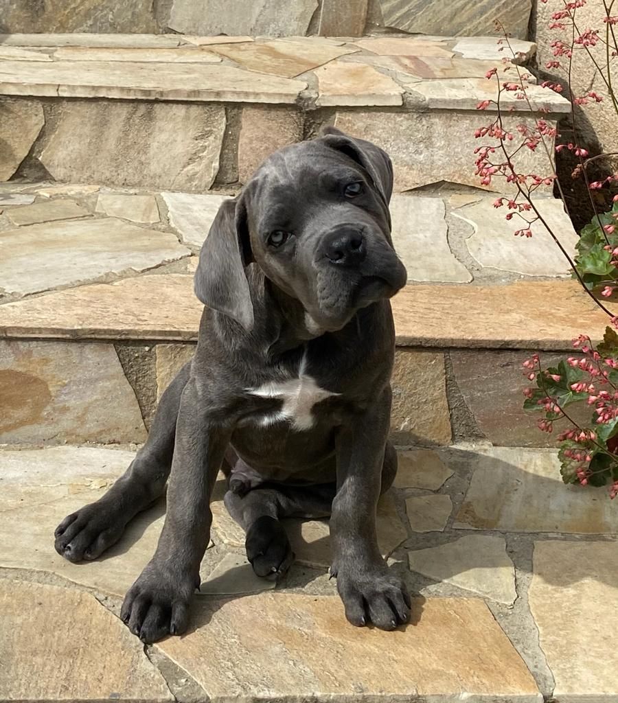 de l'eden de malizia - Cane Corso - Portée née le 20/02/2021