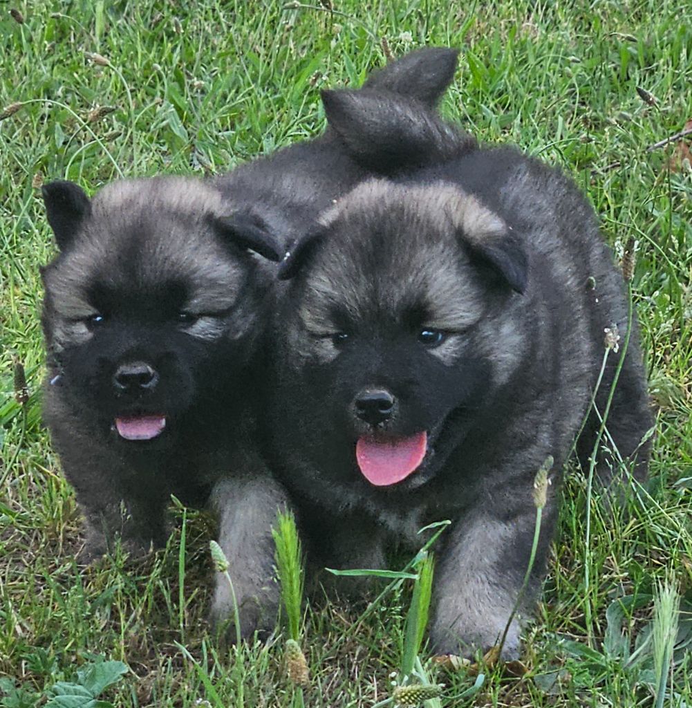 chiot Eurasier de l'eden de malizia