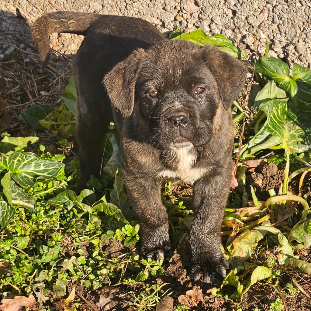 de l'eden de malizia - Chiot disponible  - Cane Corso