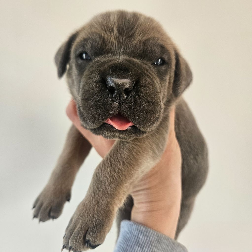 de l'eden de malizia - Chiots disponibles - Cane Corso