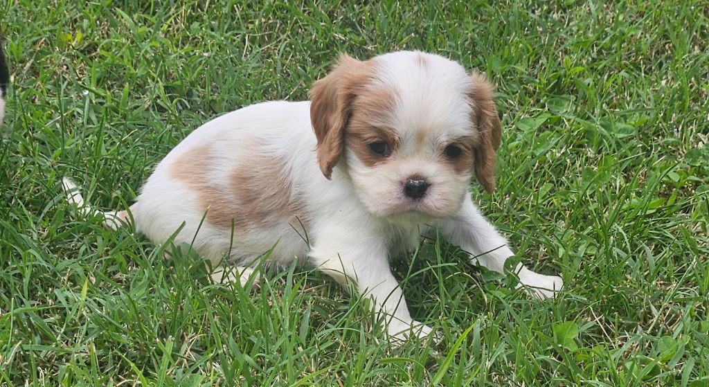 CHIOT 6