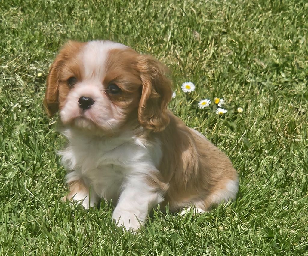 de l'eden de malizia - Chiots disponibles - Cavalier King Charles Spaniel