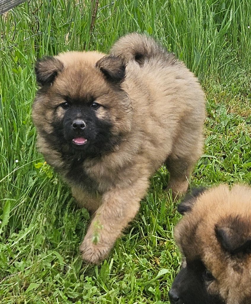 de l'eden de malizia - Chiots disponibles - Eurasier