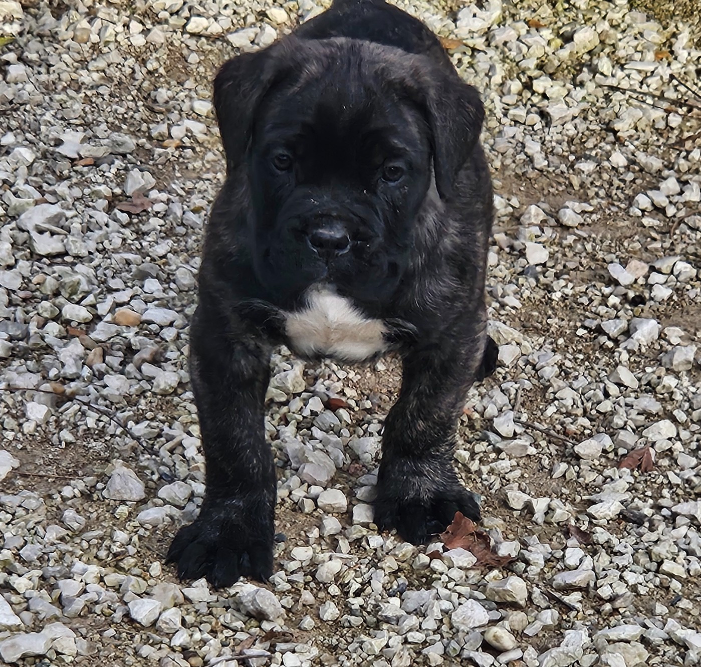 de l'eden de malizia - Chiots disponibles - Cane Corso