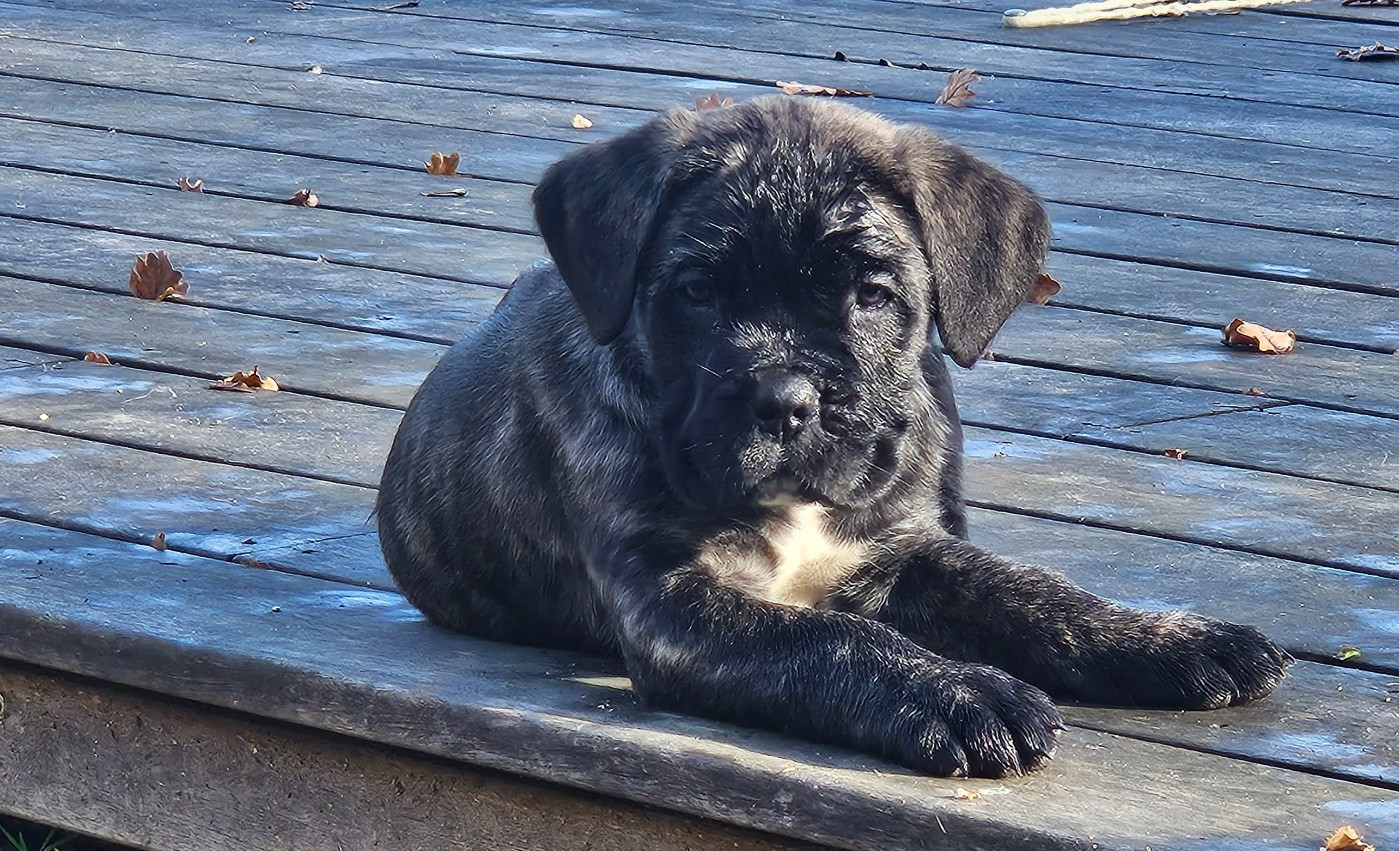 de l'eden de malizia - Chiots disponibles - Cane Corso