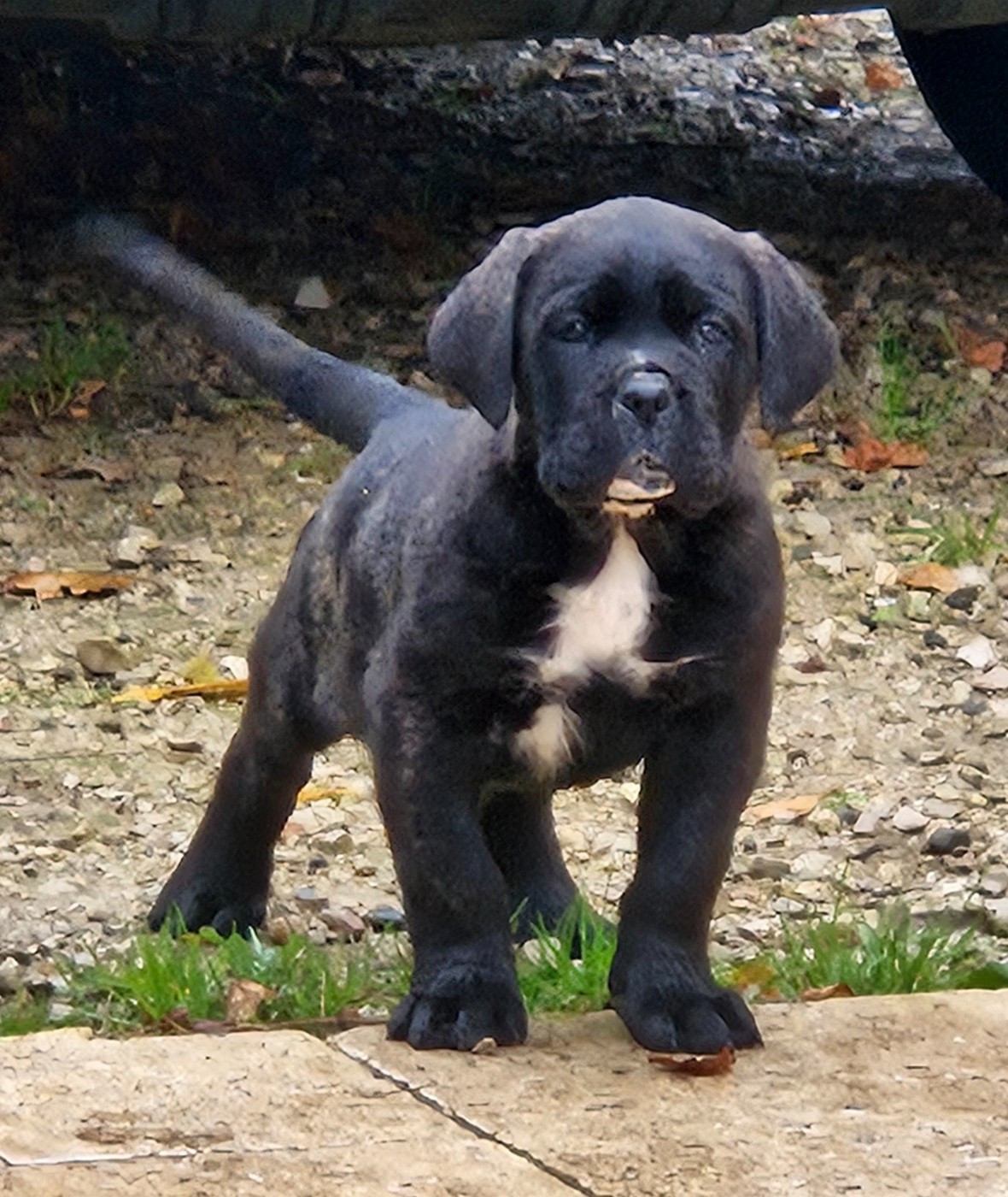 de l'eden de malizia - Chiots disponibles - Cane Corso