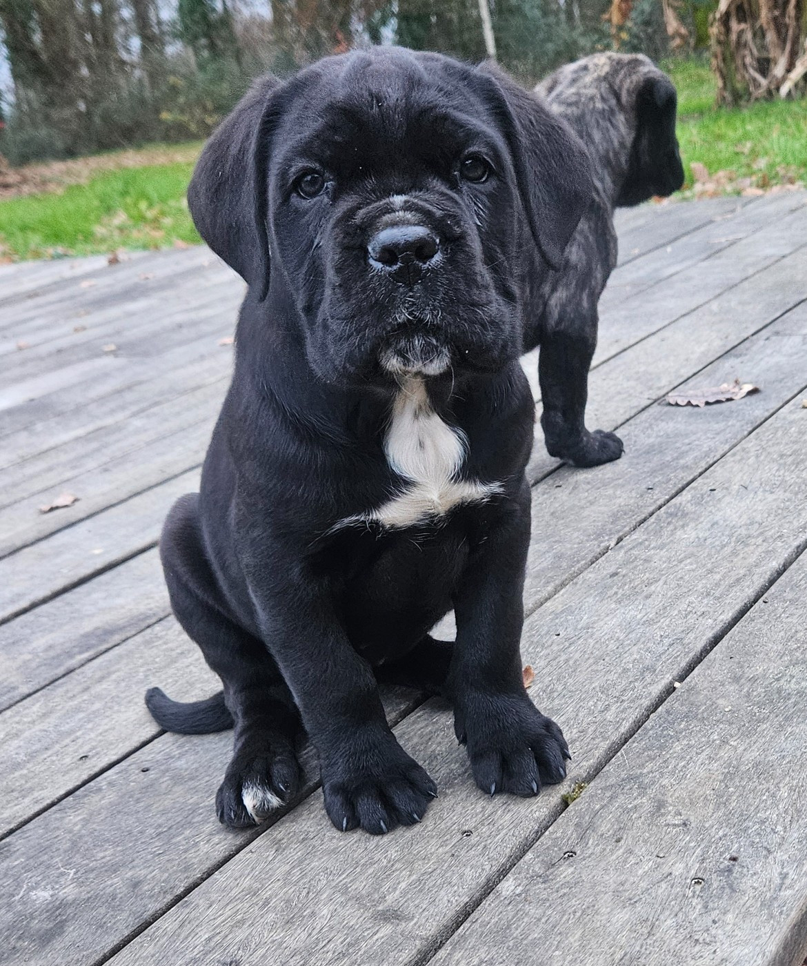 de l'eden de malizia - Chiots disponibles - Cane Corso