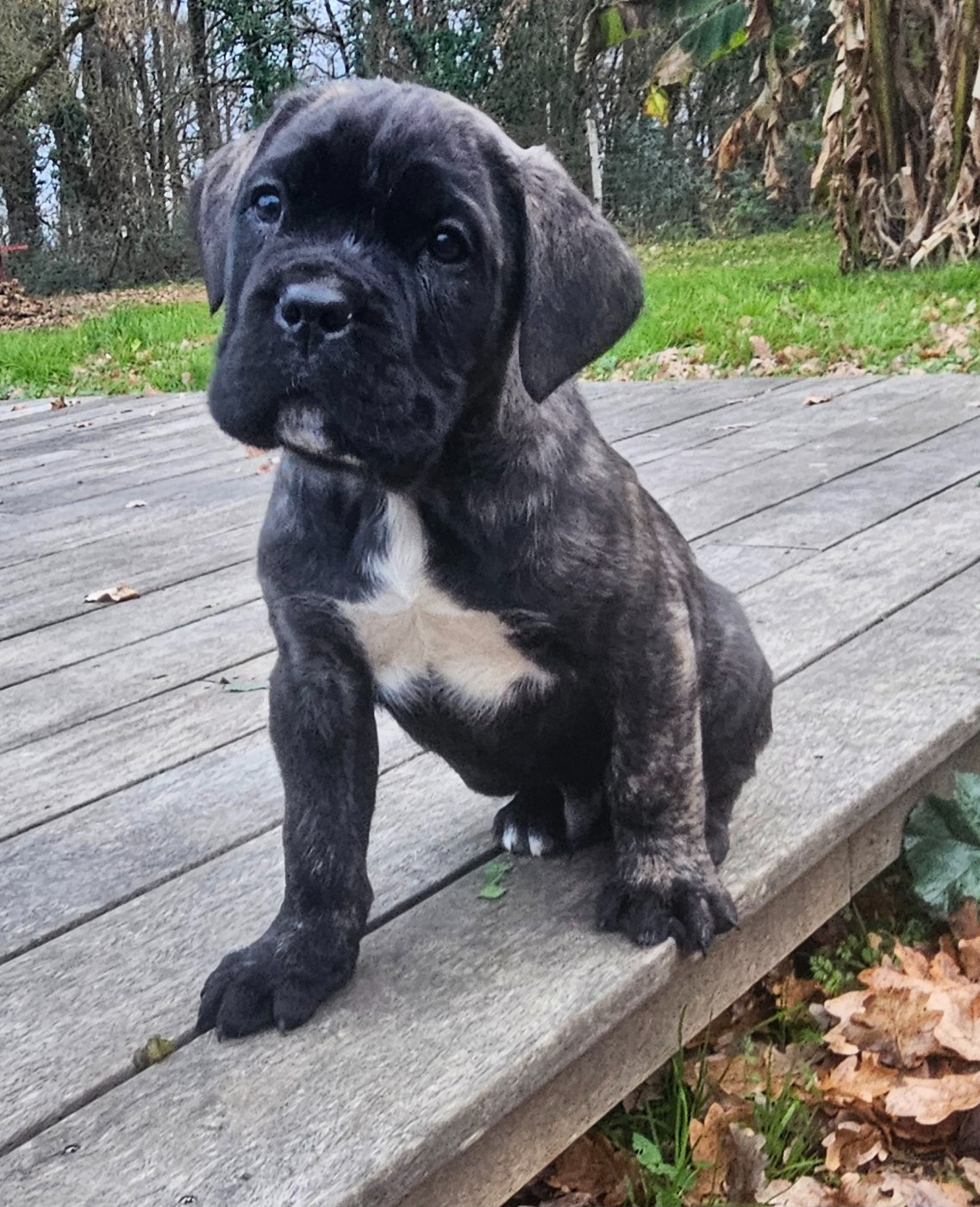 de l'eden de malizia - Chiots disponibles - Cane Corso