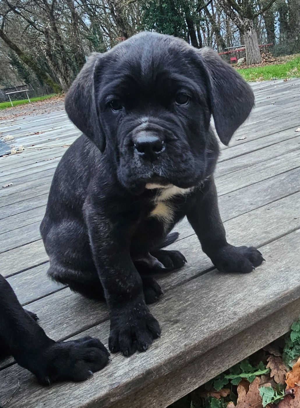 de l'eden de malizia - Chiots disponibles - Cane Corso
