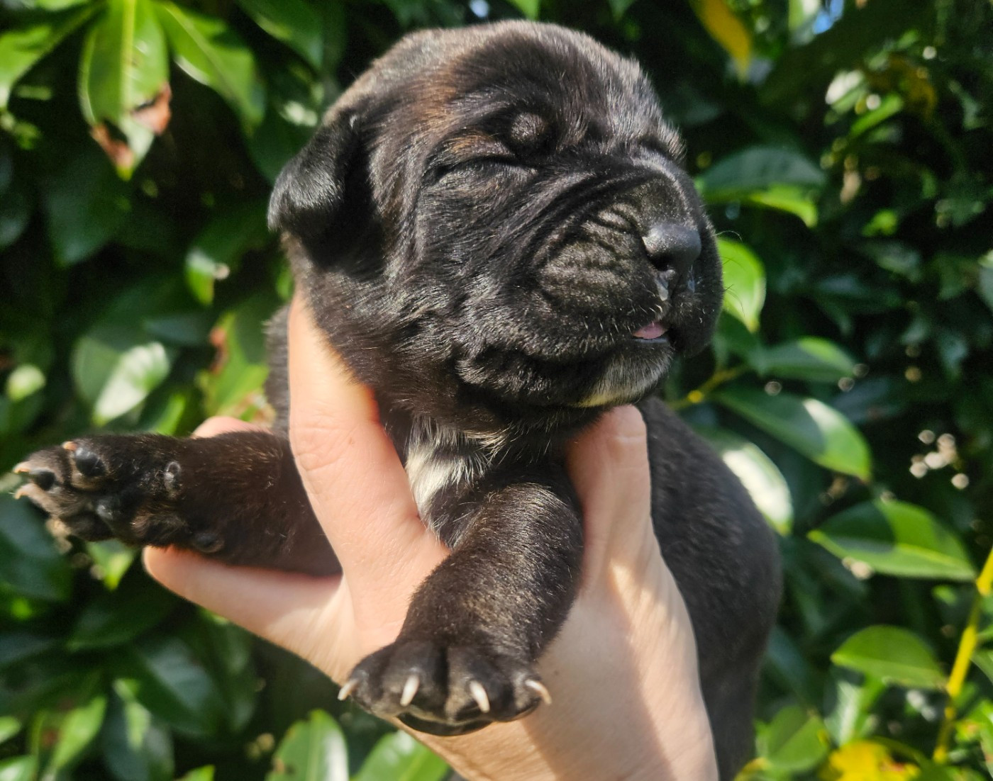 de l'eden de malizia - Chiots disponibles - Cane Corso