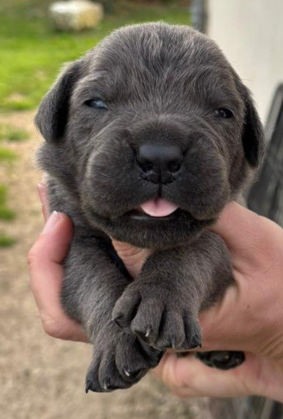de l'eden de malizia - Chiots disponibles - Cane Corso