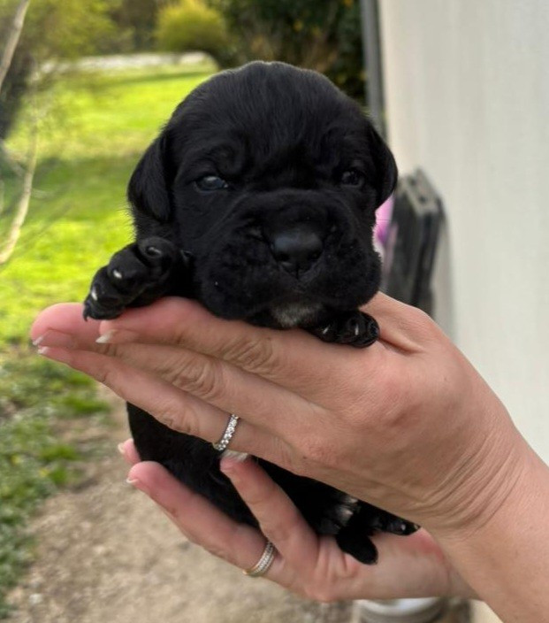 de l'eden de malizia - Cane Corso - Portée née le 17/02/2026