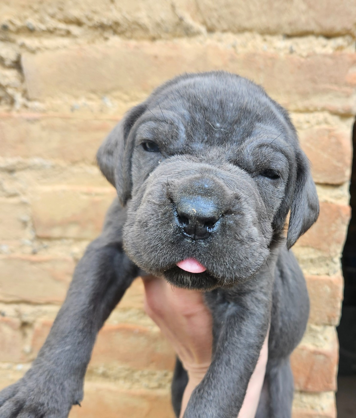 de l'eden de malizia - Chiots disponibles - Cane Corso