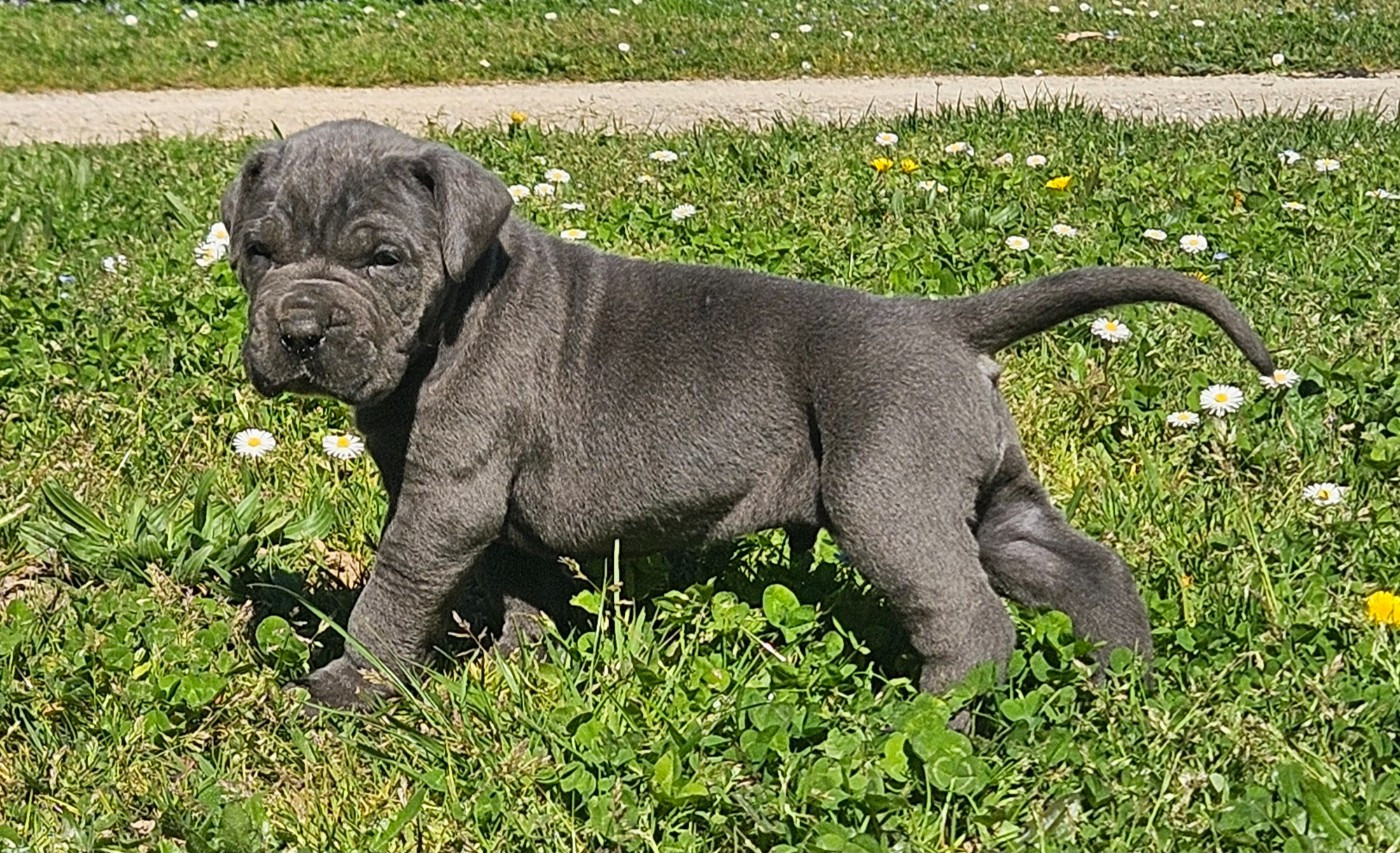 de l'eden de malizia - Chiots disponibles - Cane Corso