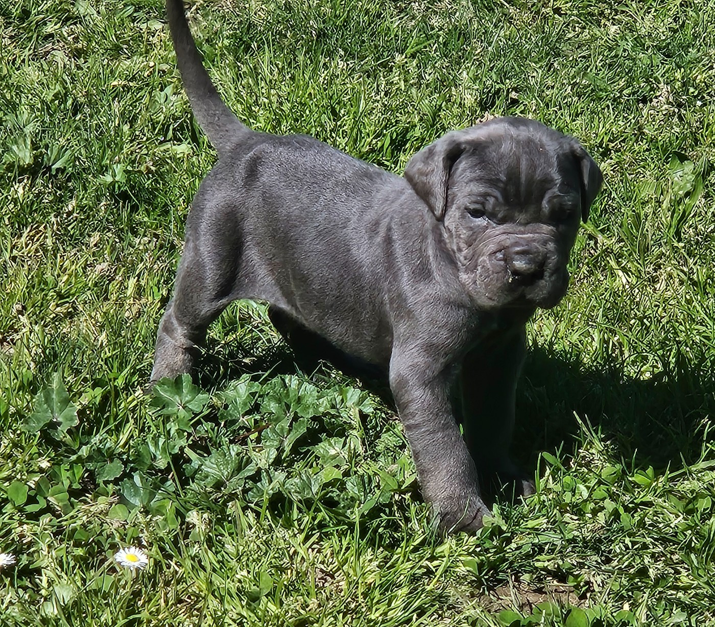 de l'eden de malizia - Chiots disponibles - Cane Corso