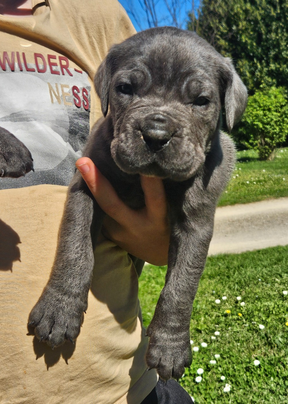 de l'eden de malizia - Chiots disponibles - Cane Corso