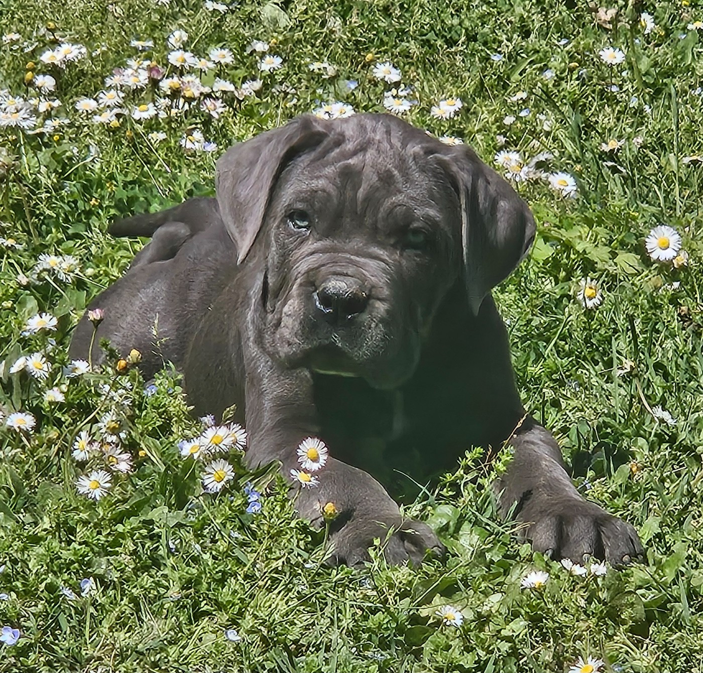 de l'eden de malizia - Chiots disponibles - Cane Corso