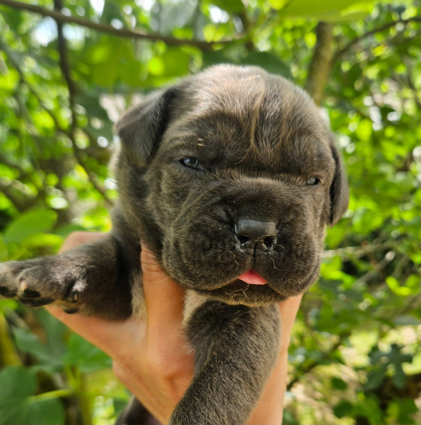 de l'eden de malizia - Chiots disponibles - Cane Corso