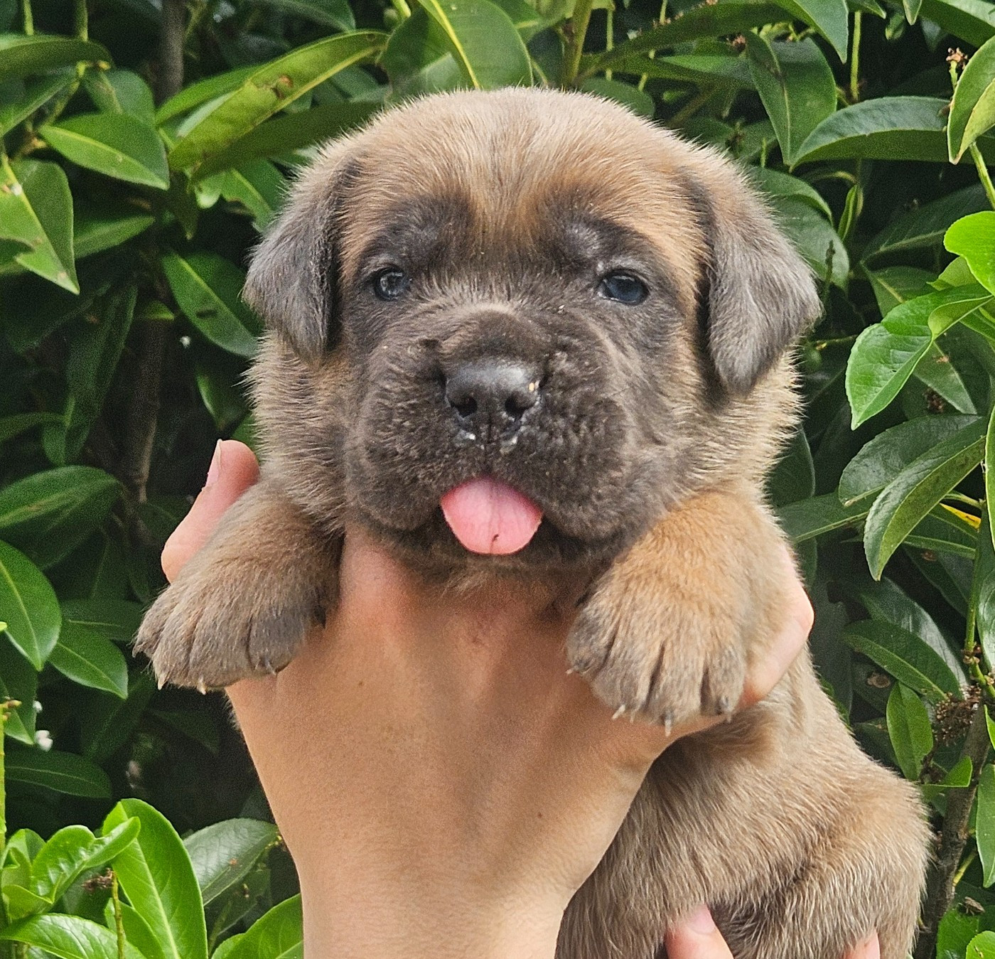 de l'eden de malizia - Chiots disponibles - Cane Corso
