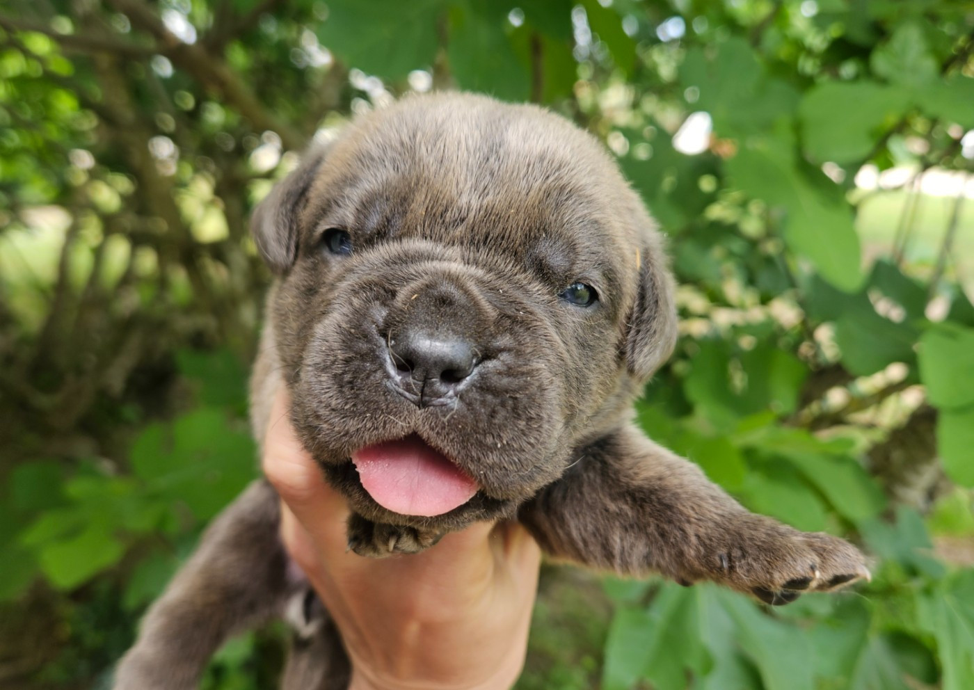 de l'eden de malizia - Chiots disponibles - Cane Corso