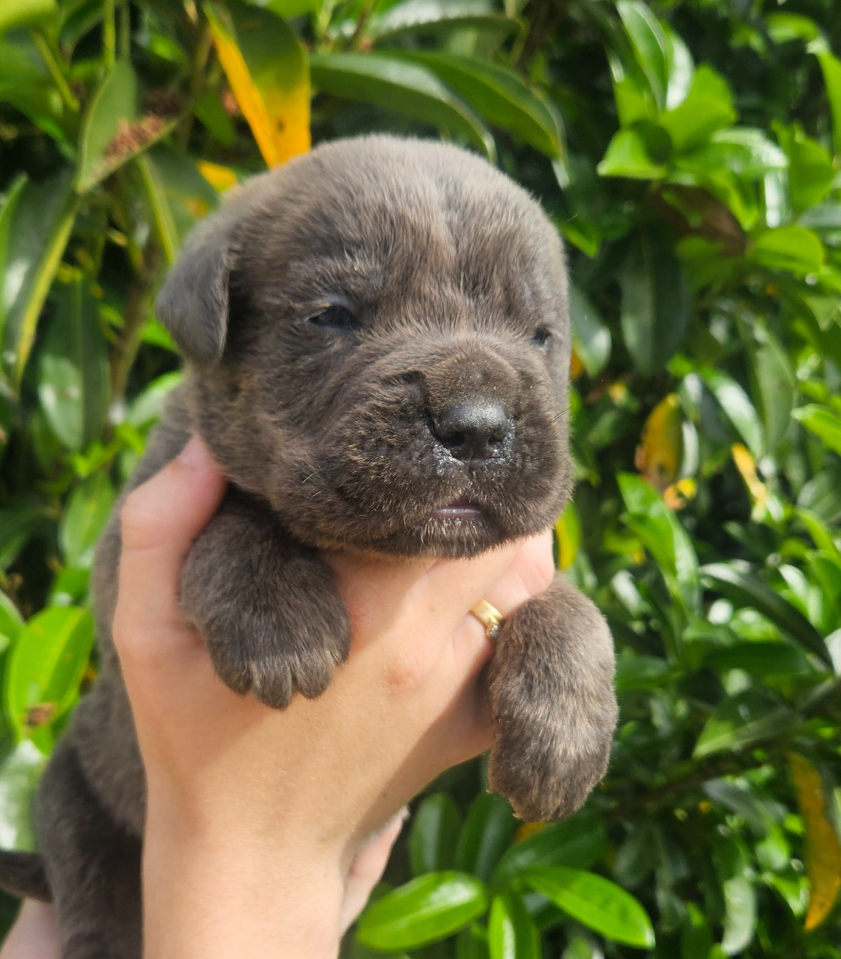 de l'eden de malizia - Chiots disponibles - Cane Corso