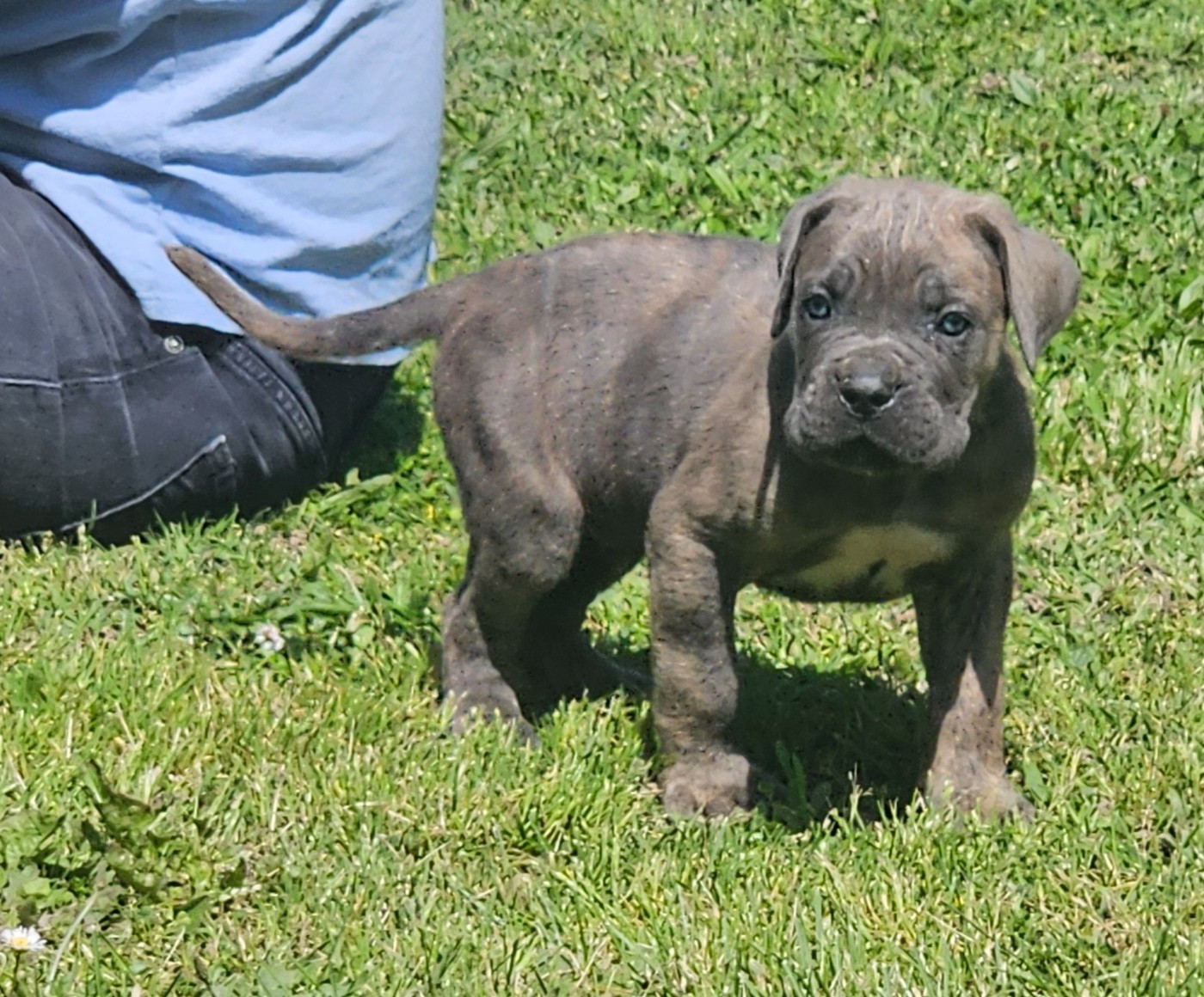 de l'eden de malizia - Chiots disponibles - Cane Corso