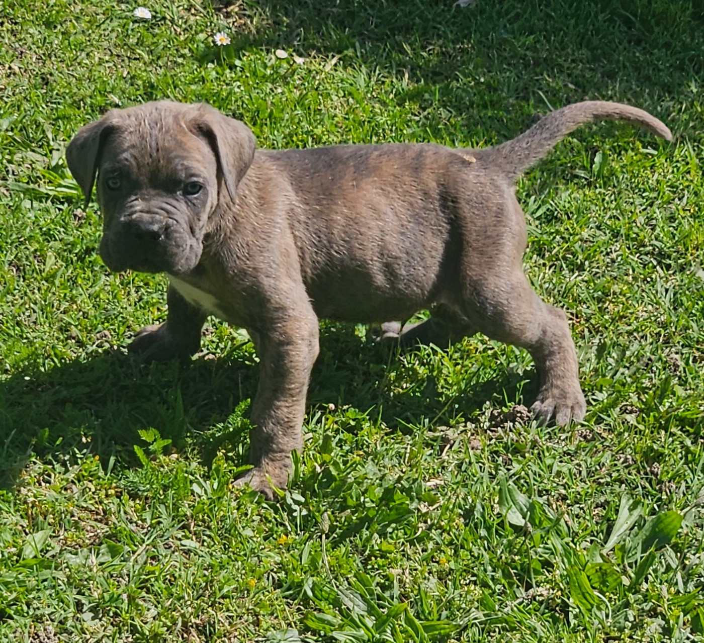 de l'eden de malizia - Chiots disponibles - Cane Corso
