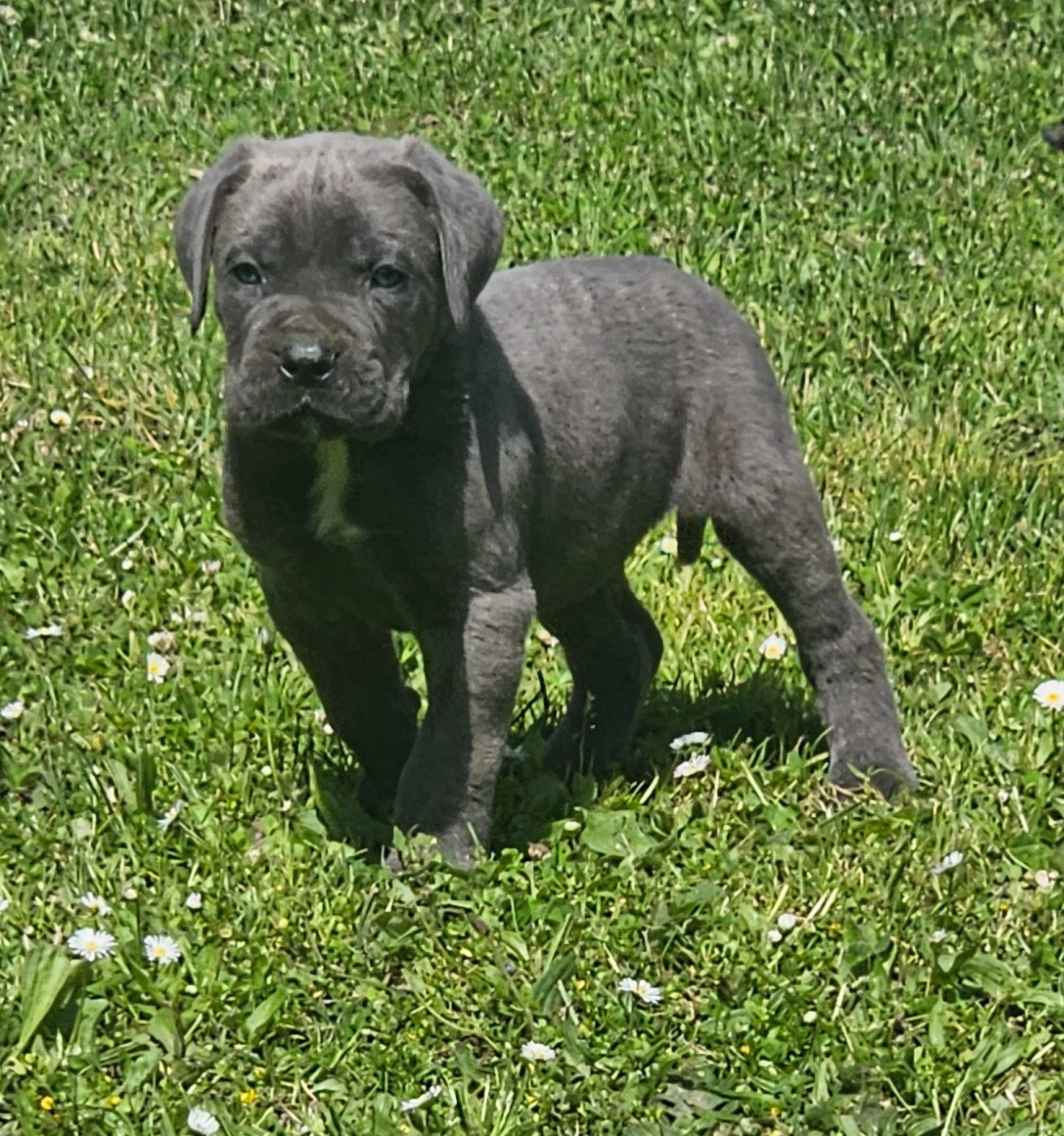 de l'eden de malizia - Chiots disponibles - Cane Corso