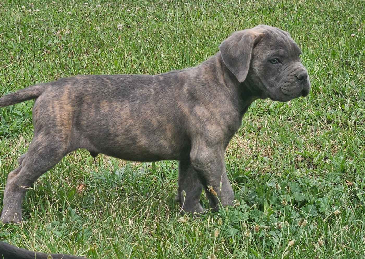 de l'eden de malizia - Chiots disponibles - Cane Corso